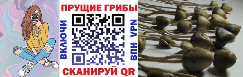 наркота  Усинск  Псилоцибиновые грибы Magic Shrooms 